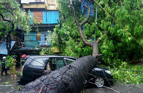 Vì sao cây xanh trong thành phố hay đổ trong mùa mưa bão